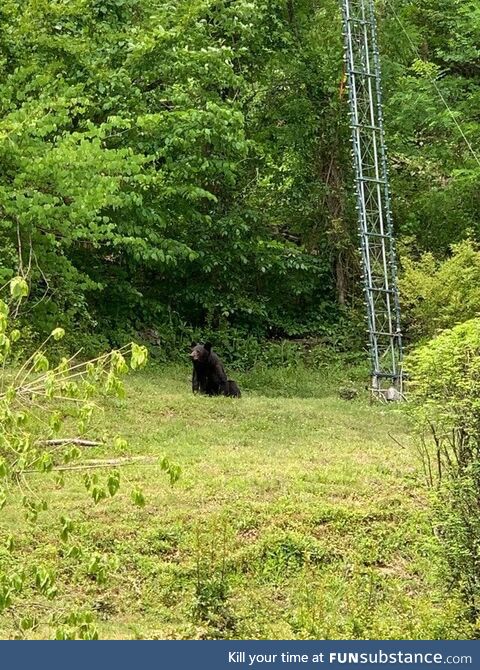 Bear 30 feet from a busy parking lot in downtown Gatlinburg, TN
