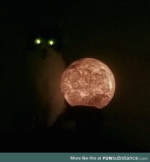 [OC] A low-quality image of my cat sitting next to my moon lamp, taken at night