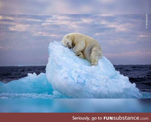 Thoughts on this - 2024 best wildlife photograph