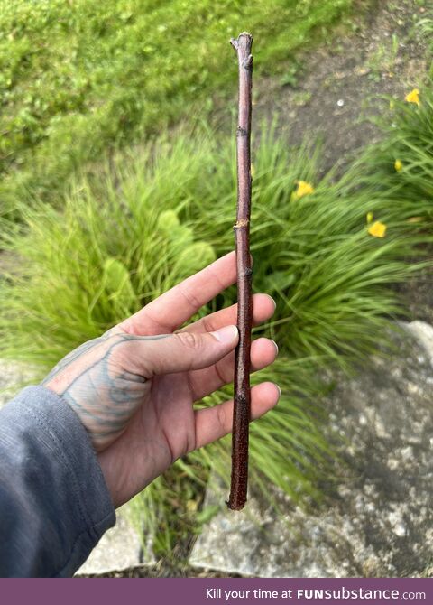 Check out the stick I found!
