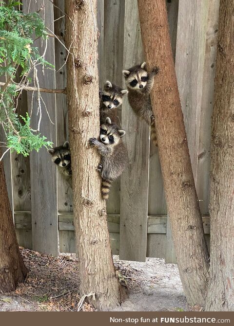 Family of raccoons in my yard