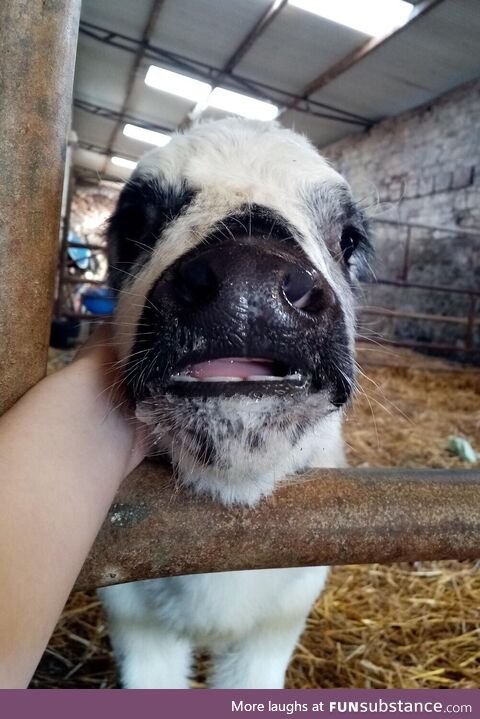 What a calf enjoying pets looks like [OC]