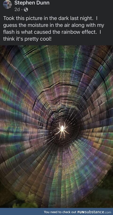 Spider Web taken with a flash