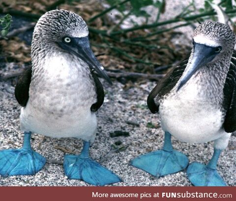 Such a nice pair of boobies