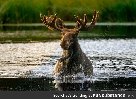 [OC] A Bull Moose Wading Through a Lake - Wasatch Mountains, Utah
