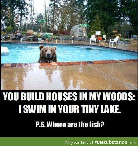 This bear has a good point