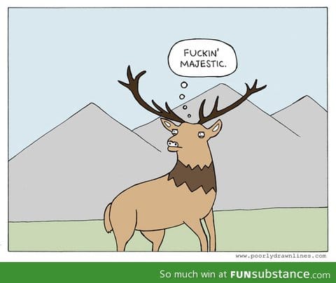 What deer think when we take a picture of them