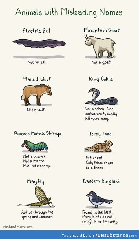 Misleading animals names