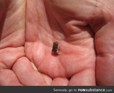 Baby Peeper frog