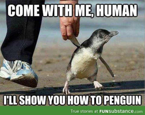 pinguins