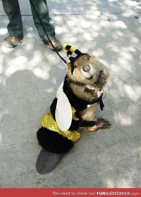 Just a beaver in a bee suit