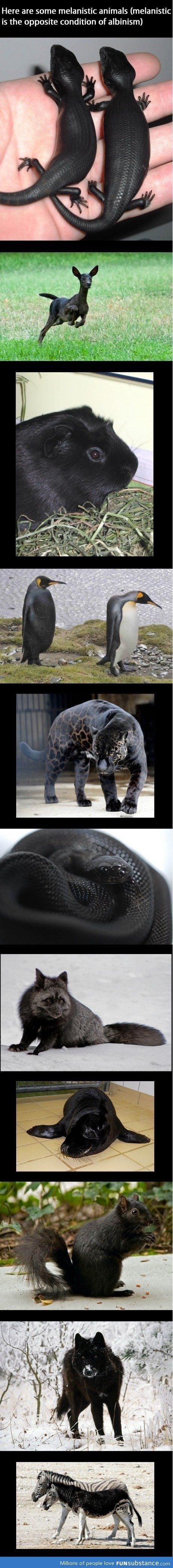 Melanistic animals