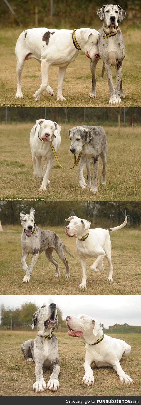 Lily & Maddison, her seeing eye dog.