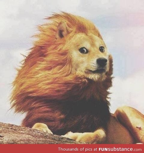 much lion such doge.