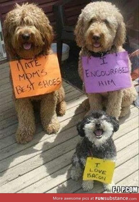 Dog Shaming At It's Best...