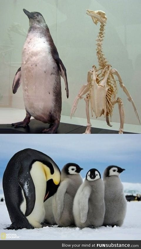 Penguins have long necks.