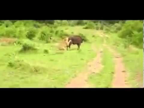 Bull Saved By His Friends While Being Eaten by LION