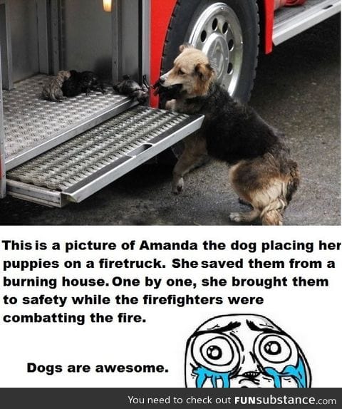 Dogs are awesome