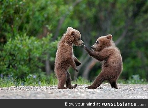 Bear kung fu fightin'