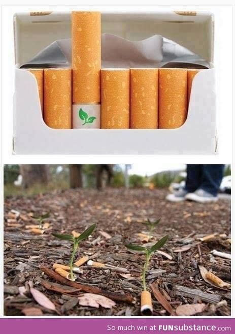 Biodegradable cigarette filters with flower seeds