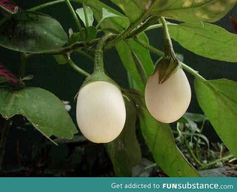 Why Eggplants are called Eggplants